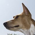 Basenji KSM Muenster 2014 (1057)